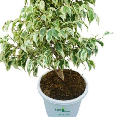 Starlight Ficus Outdoor Plant with Black Plastic pot