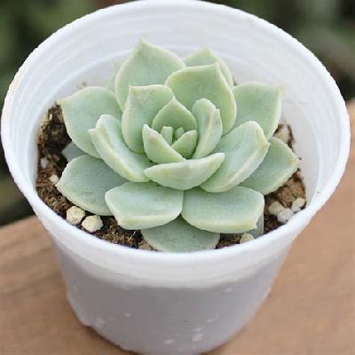 Succulent Outdoor Plant with White Plastic Pot