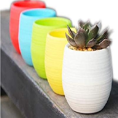 Succulent Outdoor Plant with Yellow Plastic Pot