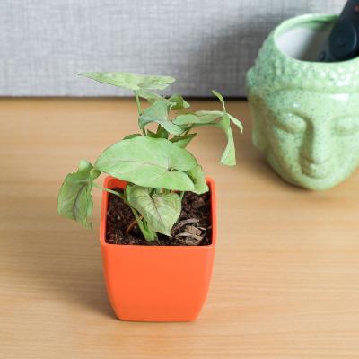 Syngonium Indoor Plant With Red Plastic Pot