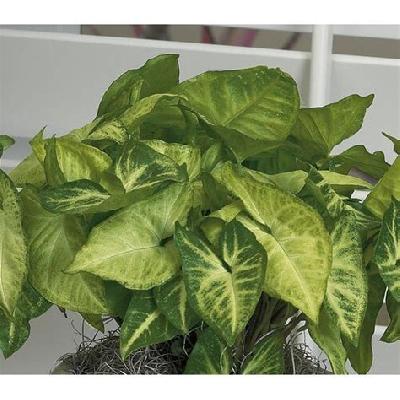 Syngonium Indoor Plant with White Plastic Pot