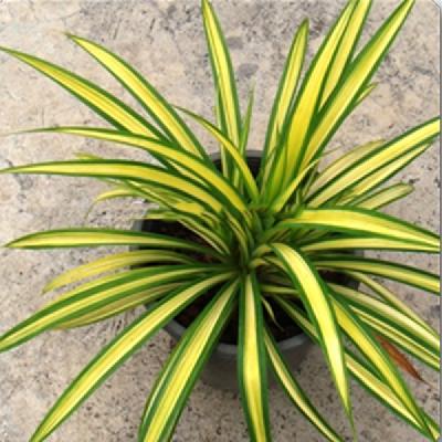 Variegated Pandanus Plant