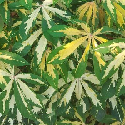 Variegated Tapioca Plant