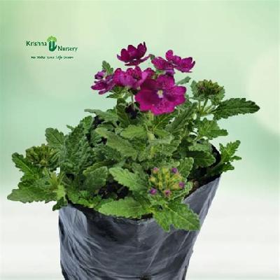 Verbena Seasonal Flowers Plant with Polly Bag