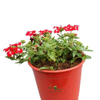 Verbena Seasonal Flowers Plant with Red Plastic Pot