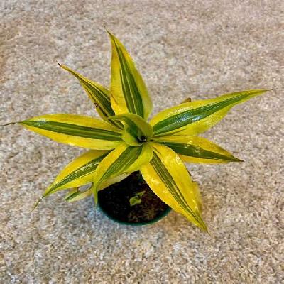 Victoria Dracena Decorative Plant