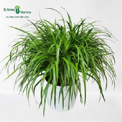 Victoria Dracena Decorative Plant with White Plastic Pot