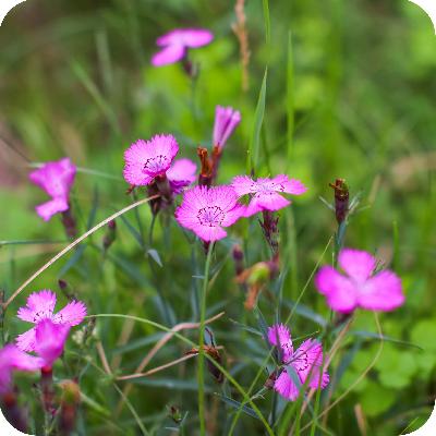 Wild Dianthus Plant
