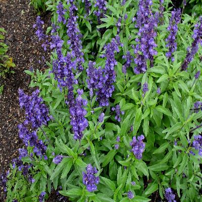 Wild Salvia Plant