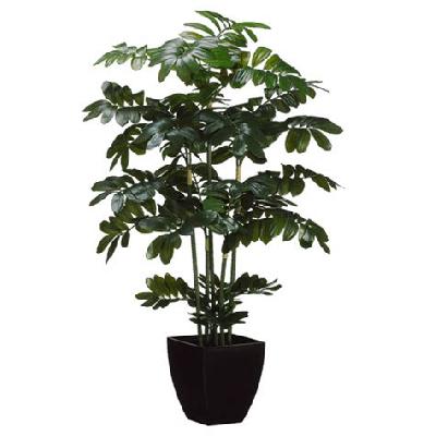 Zamia Palm Outdoor Plant with Black Plastic Pot