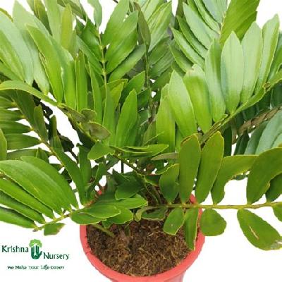 Zamia Palm Outdoor Plant with Red Plastic Pot