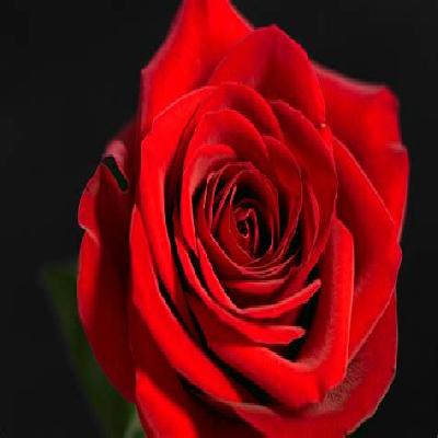 Rose Photo 3D Wallpaper