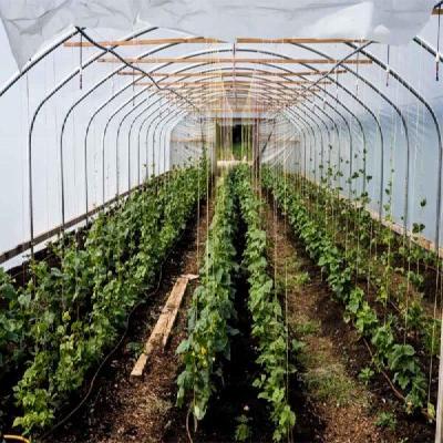 Poly House Maintenance Service