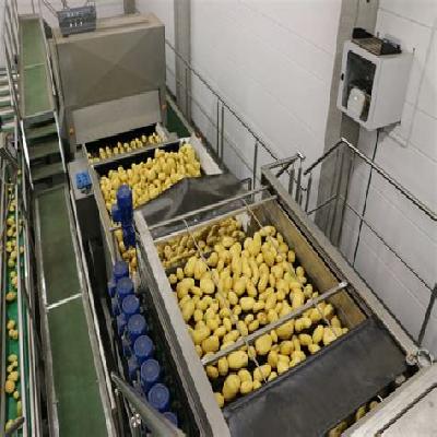 Potato Grading Machine