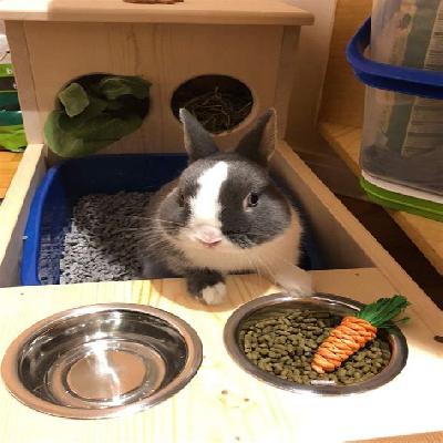 Rabbit Feed Box