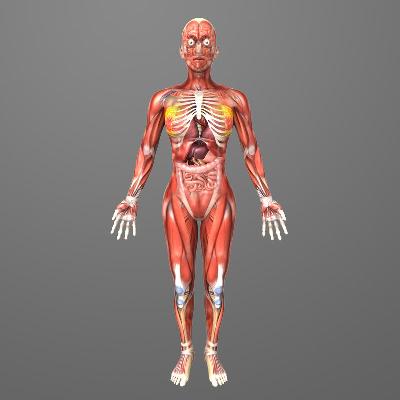 Human Full Body Anatomy Model