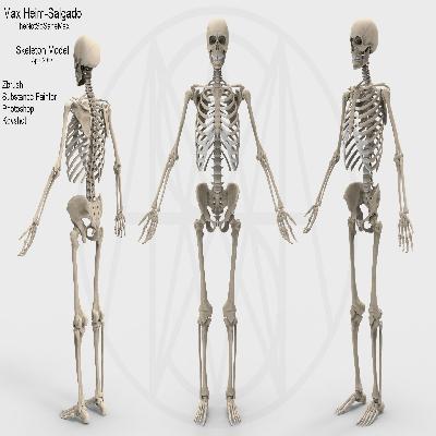 Human Skeleton Model