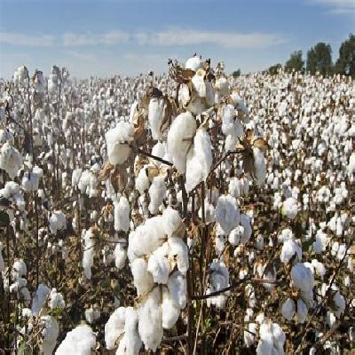 COTTON