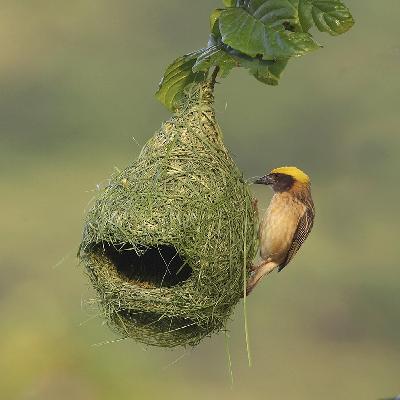 Bird Nest