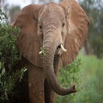 Elephant