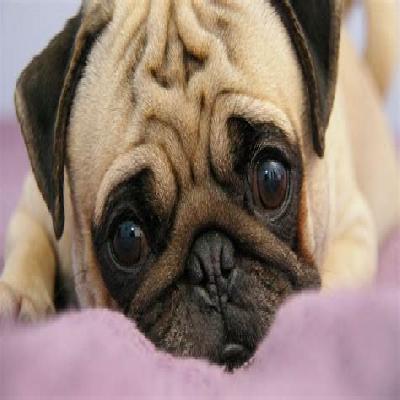 Mops