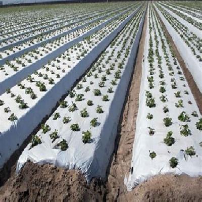 Agricultural Mulch Film