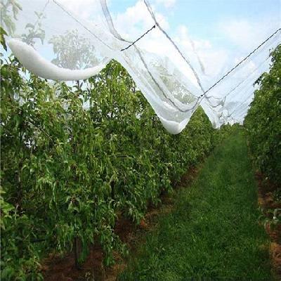 Anti Hail Net - Subsidy Approved