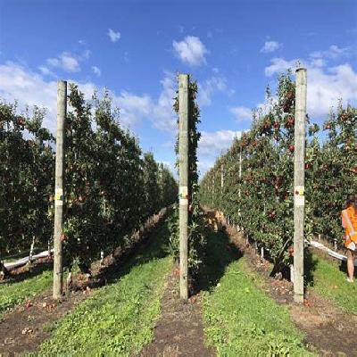 Apple Orchard Trellis