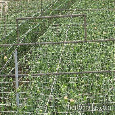 Carnation Netting