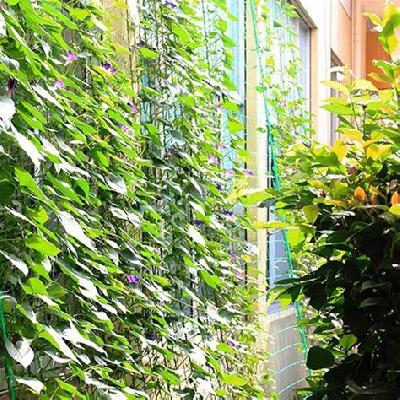 Creeper Plant Support Trellis Net