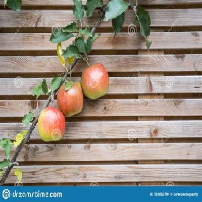 HD Apple Plant Tie