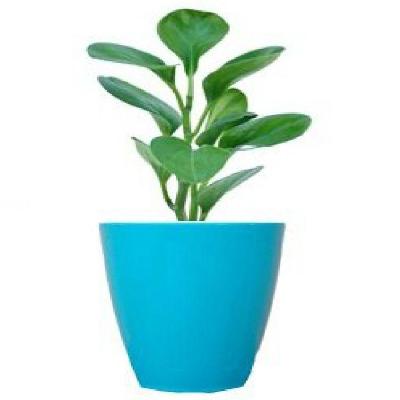 6'' Table Top Pot ( Purple Color) Pack Of 4 - Minerva Naturals
