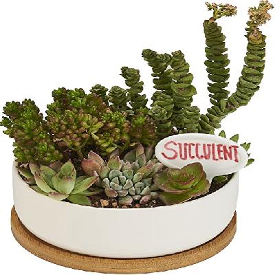 Bail Ceramic Planter 6 X 3 X 2