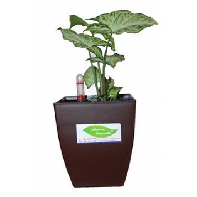 Minerva Naturals Self Watering Table top Square Pot (Chatura 5.5 inch Pot) Dark Grey