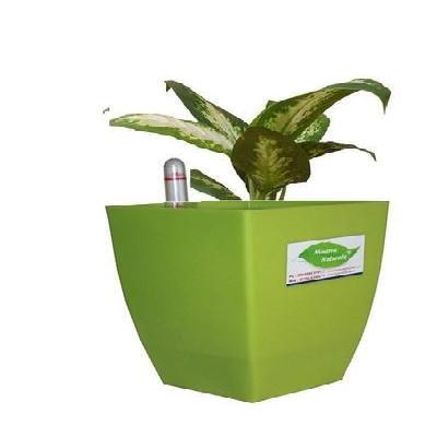 Minerva Naturals Self Watering Table top Square Pot (Chatura 5.5 inch Pot) White