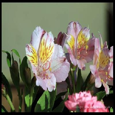 plastic square color pots - Minerva Naturals ( W 4'' X H 3.5'' X B 3'')