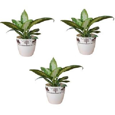 Table Top Planter 5 Inches Camel Printed  - Minerva Naturals