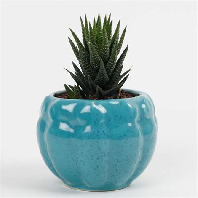 Zebra ceramic planter 5.5 x 3 x 2.5