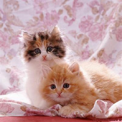 Cute 