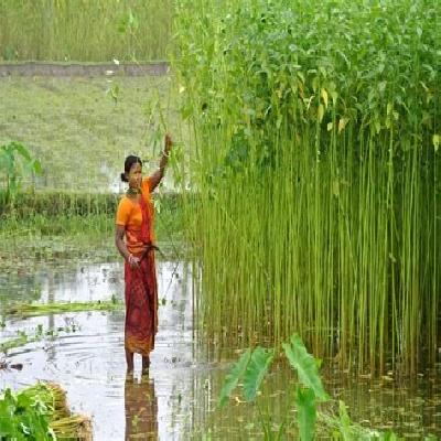 Bengal Growing Machine 2