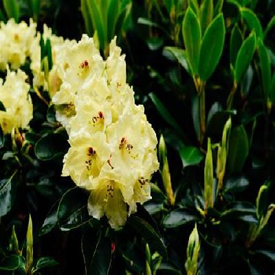 Rahodium Plant Copy
