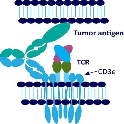 Cd3 